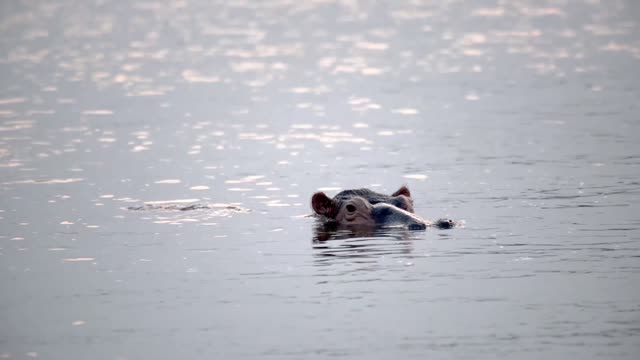 Hippo Head Above Sparkling Water