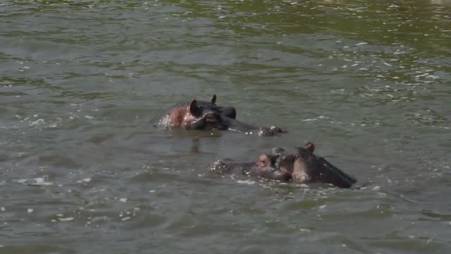 Two Hippos Facing In Green Water