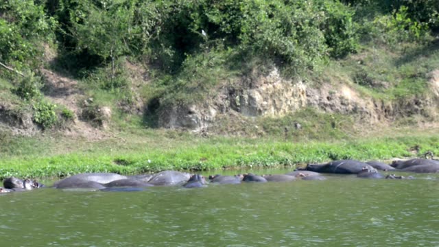 Hippo Pod Resting Below Green Cliff
