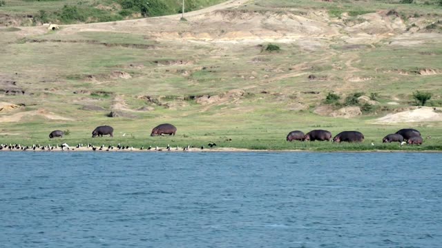 Hippos Grazing Shore With Cormorants