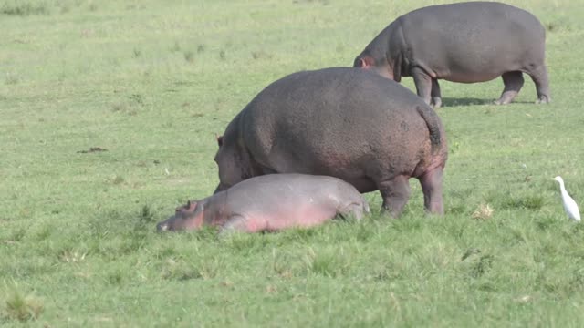 Hippo Family Grazing Green Lawn