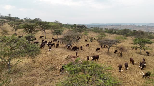 Aerial View Of Cattle Under Trees
