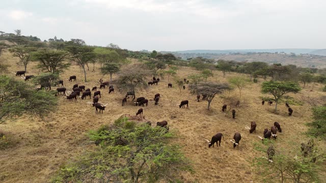 Aerial View Of Cattle Under Trees