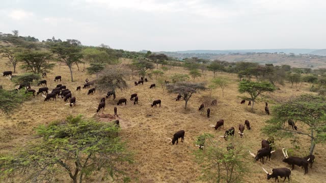 Aerial View Of Cattle Under Trees