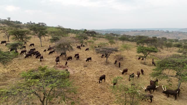 Aerial View Of Cattle Under Trees