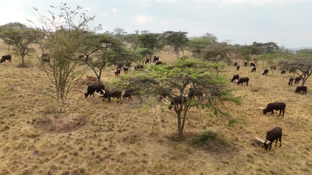 Aerial View Of Cattle Under Trees