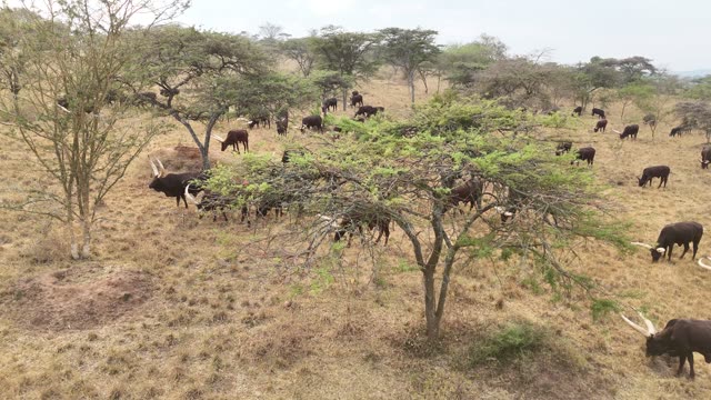 Aerial View Of Cattle Under Trees