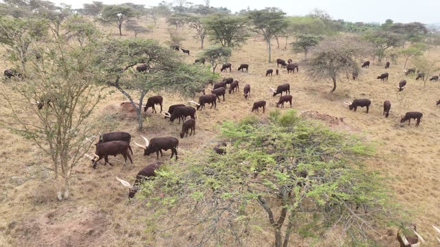 Aerial View Of Cattle Under Trees