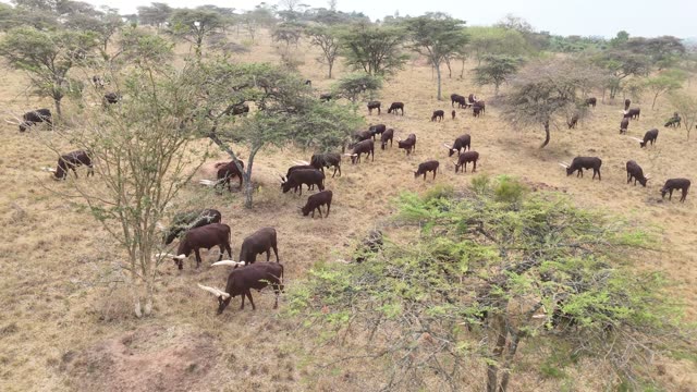 Aerial View Of Cattle Under Trees