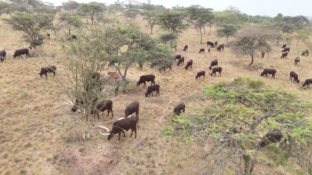 Aerial View Of Cattle Under Trees