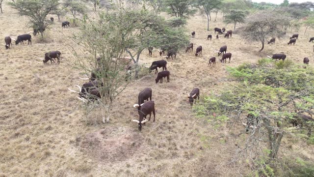 Aerial View Of Cattle Under Trees