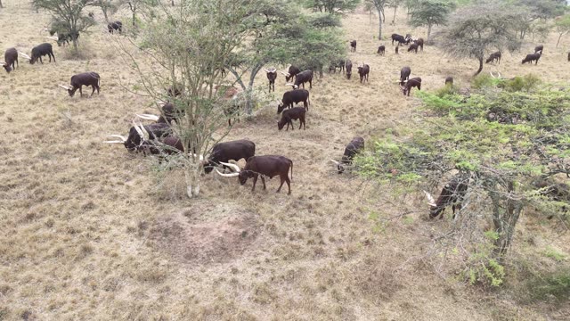 Aerial View Of Cattle Under Trees