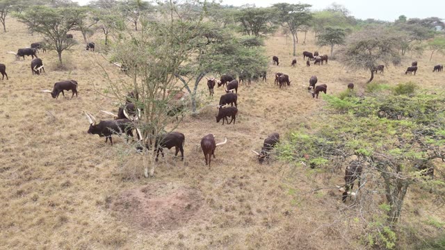 Aerial View Of Cattle Under Trees