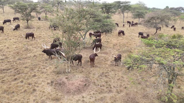 Aerial View Of Cattle Under Trees
