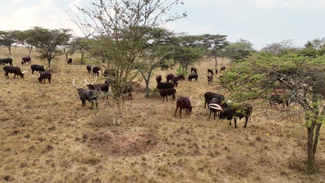 Aerial View Of Cattle Under Trees