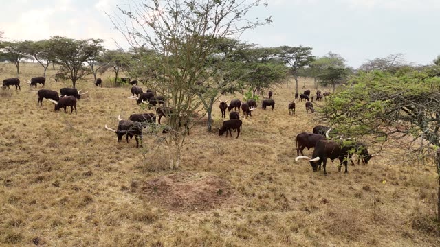 Aerial View Of Cattle Under Trees