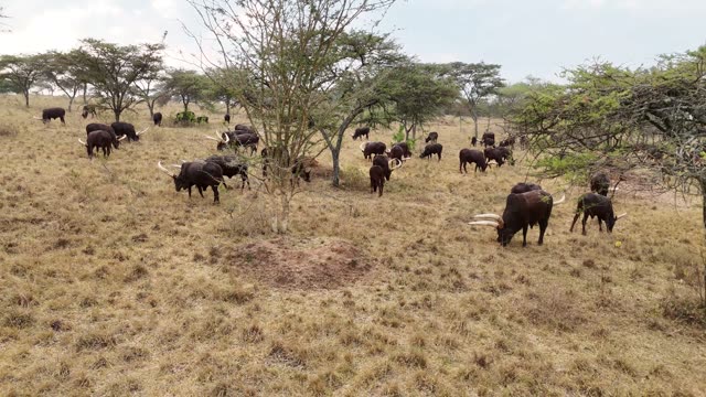 Aerial View Of Cattle Under Trees