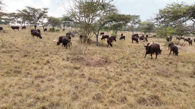 Aerial View Of Cattle Under Trees