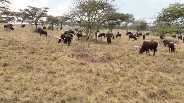 Aerial View Of Cattle Under Trees