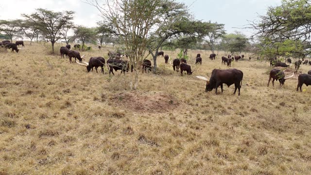 Aerial View Of Cattle Under Trees
