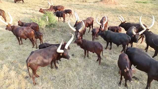 Cattle Herd Walking Path