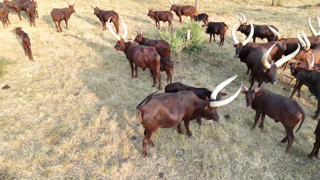 Close Horns At Pasture Edge