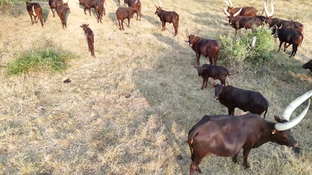 Cattle Herd Walking Path