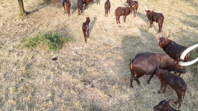 Close Horns At Pasture Edge
