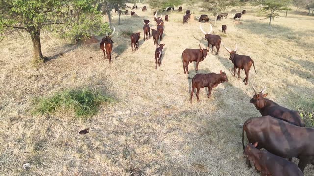 Cattle Herd Walking Path