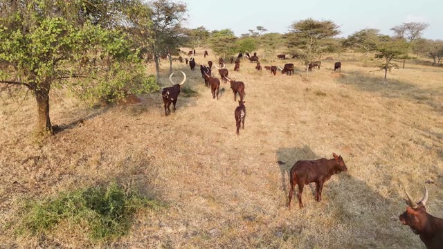 Close Horns At Pasture Edge