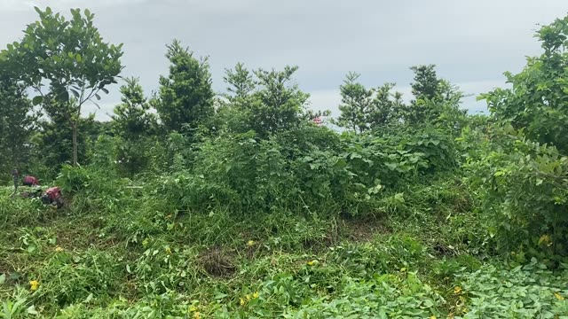Mowing Through Dense Weeds