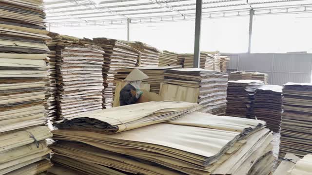Worker Among Veneer Stacks