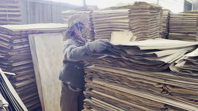 Worker Lifting Veneer Sheet
