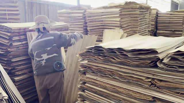 Worker Sorting Wood Veneer
