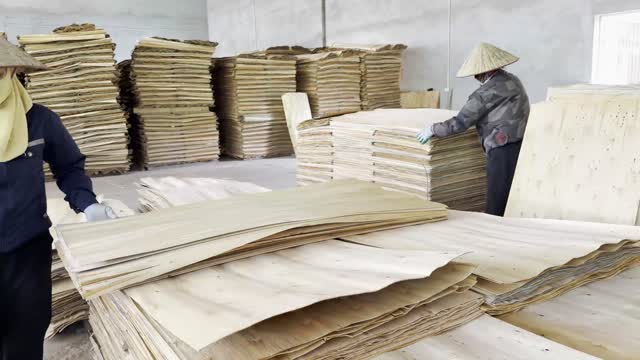 Workers Stacking Veneer Sheets