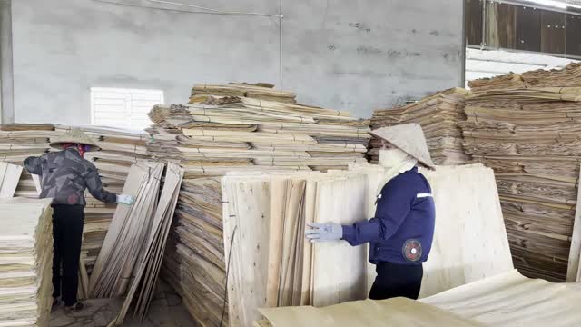 Workers Handling Veneer Boards