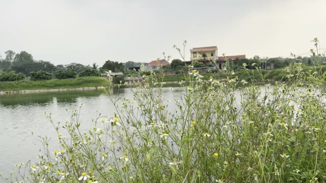 Wildflowers By Village Pond