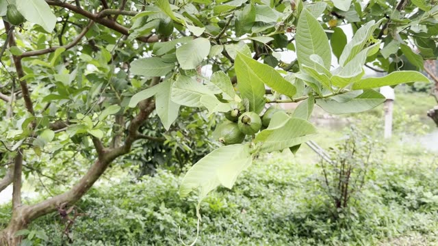 Young Guava Tree Fruit
