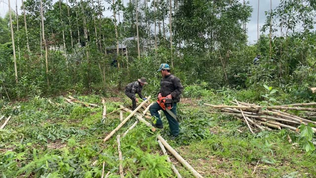 Cutting Acacia Trees With Chainsaw