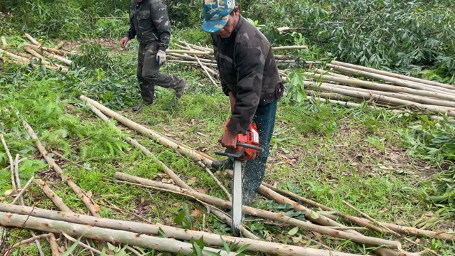 Chainsaw Cutting Timber