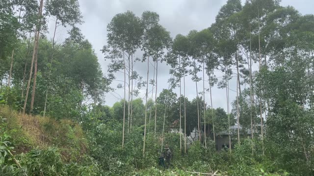 Tall Acacia Plantation Forest