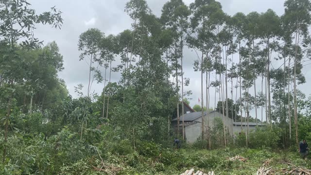 Acacia Forest And Farmhouse