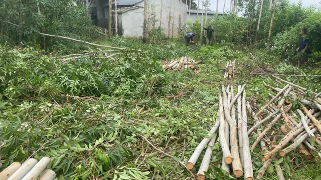 Felled Timber And Cut Logs