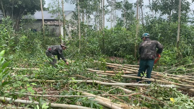 Workers Harvesting Acacia Timber