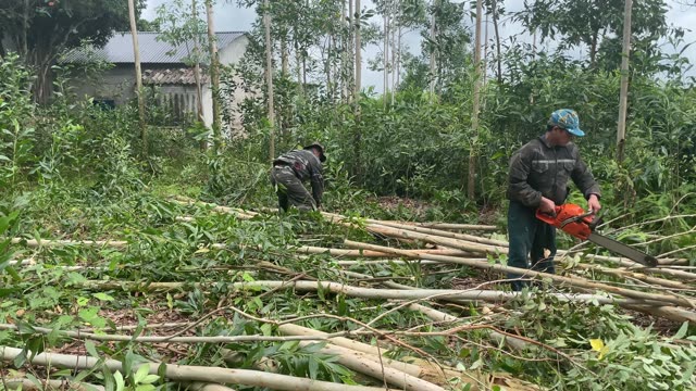 Workers Harvesting Acacia Timber