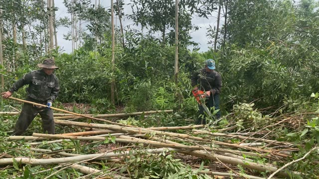 Logging In The Acacia Plantation