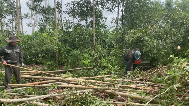 Logging In The Acacia Plantation
