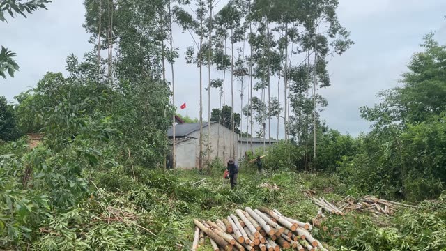 Timber Harvest By The Houses
