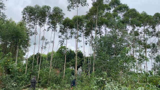 Workers In The Tree Plantation