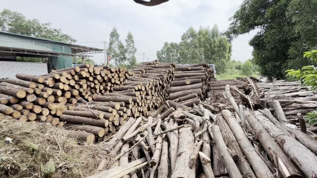 Timber Log Yard Overview
